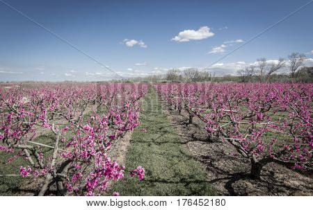 Blossoming peach tree in Aitona, a beautiful town in Catalonia, Spain. Flowers sprout during the spring and the landscape is transformed. The fields flowered transmit sensations positive and of hope.