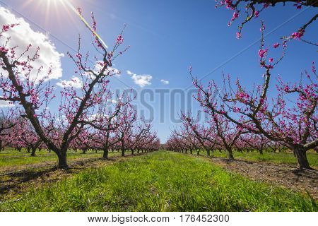 Blossoming peach tree in Aitona, a beautiful town in Catalonia, Spain. Flowers sprout during the spring and the landscape is transformed. The fields flowered transmit sensations positive and of hope.
