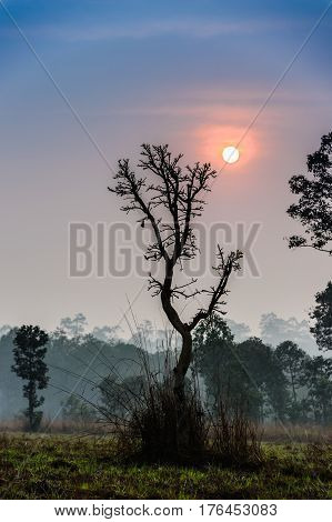 beautiful sunset behind tree in the forest