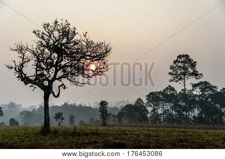beautiful sunset behind tree in the forest