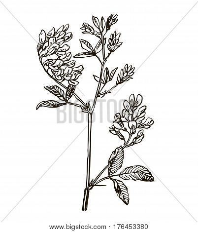 Vector images of medicinal plants. Detailed botanical illustration for your design. Biological additives are. Healthy lifestyle. Lucerne