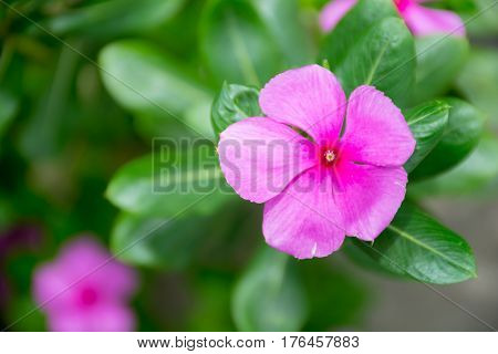 Catharina roseus or Madagascar rosy periwinklepink flowerpink tone