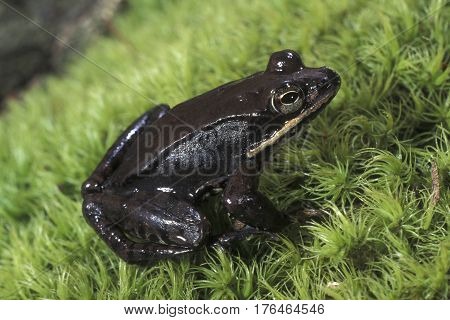 A male Wood Frog, Lithobates sylvaticus sits on green moss