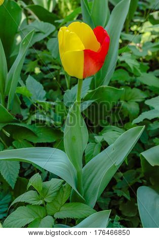 Two-tone yellow-red Tulip on background of green grass