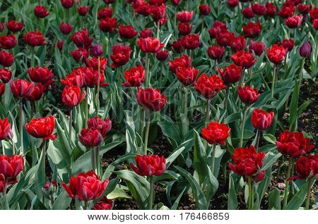 Many buds of red blossoming tulips in the park