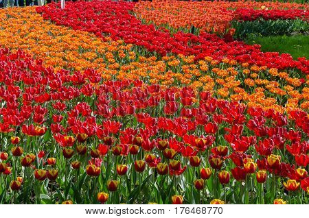 Many buds of red and orange blossoming tulips