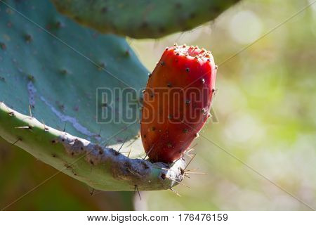 Edible cactus prickly pear opuntia with ripe pink fruits