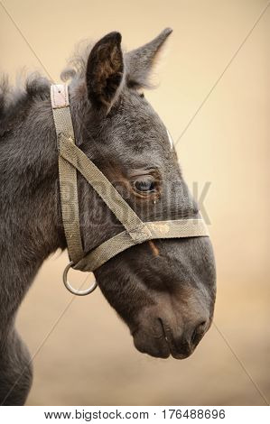 Foal Profile From Right Side With Nice Blur Background