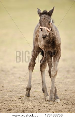 Small Kladruber Foal Standing On Countryside Grassland