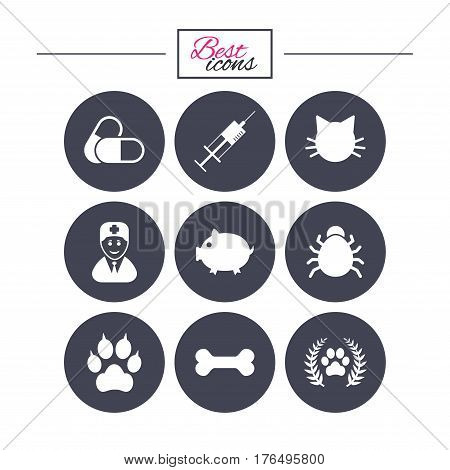 Veterinary, pets icons. Paw, syringe and bone signs. Pills, cat and doctor symbols. Classic simple flat icons. Vector