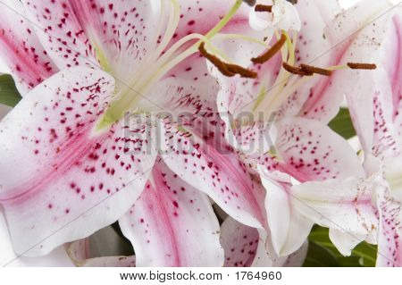 Lilies