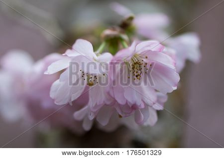 Pink flowering cherry, Prunus Accolade. Pink semi-double flowers of ornamental early spring blossoming hybrid tree
