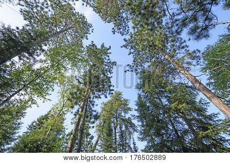 Looking up into the North Woods in Quetico Provincial Park in Ontario