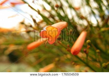 Native Australian bell-shaped orange Corea wild flower native shrub plant