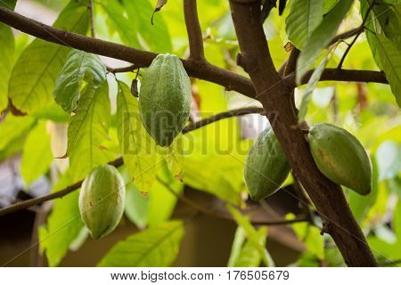 Cacao pods on tree cacao farm tree