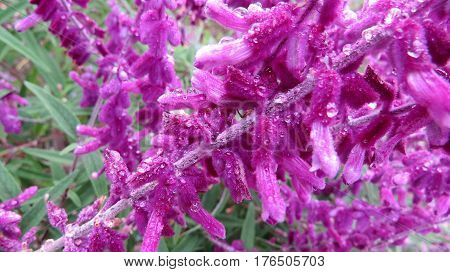 Salvia leucantha pink purple furry flowers covered with raindrops rain drops