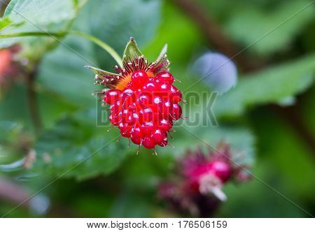 Portrait of a Salmonberry.  Salmonberry is a fruit that grows wild on bushes and shrubs and is native to the West Coast of North America.