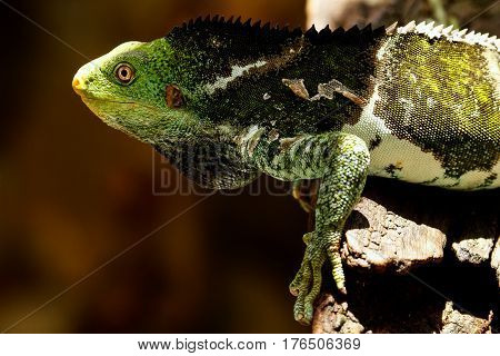 Fijian crested iguana (Brachylophus vitiensis) on Viti Levu Island Fiji. It is critically endangered species of iguana found on some Fijian islands.