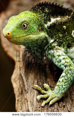 Portrait Of Fijian Crested Iguana (brachylophus Vitiensis) On Viti Levu Island, Fiji