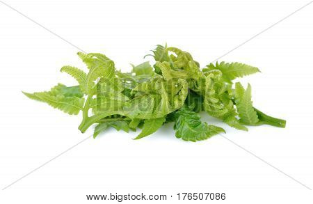 fresh vegetable fern or paco fern on white background