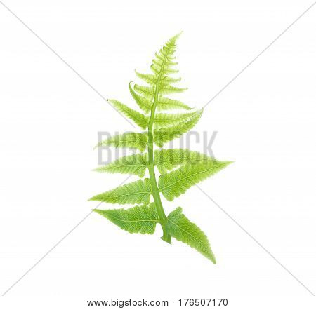 fresh vegetable fern leaf or paco fern leaf on white background