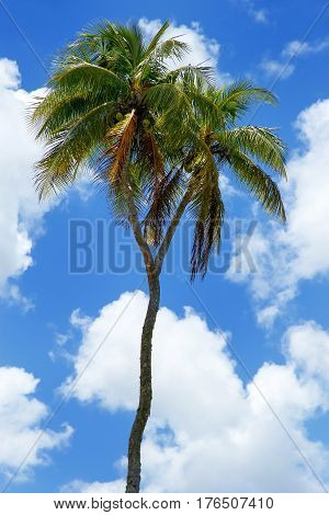 Double-headed Coconut Tree On Tongatapu Island In Tonga