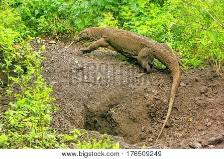 Komodo Dragon Walking Out Of A Hole On Rinca Island In Komodo National Park, Nusa Tenggara, Indonesi