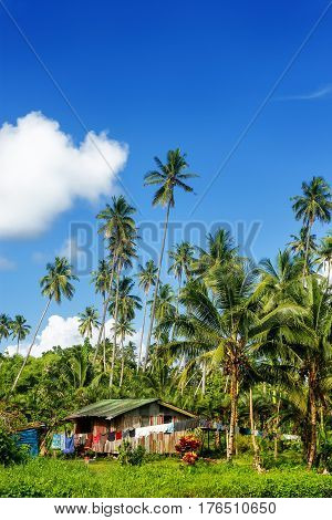 Typical house in Bouma village surrounded by palm trees on Taveuni Island Fiji. Taveuni is the third largest island in Fiji.