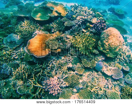 Coral Reef In Somosomo Strait Off The Coast Of Taveuni Island, Fiji