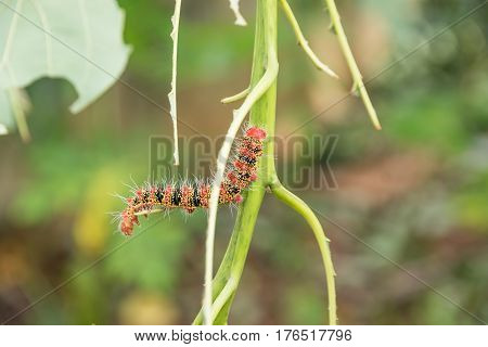 A Group Of Moth Caterpillars On Leaf