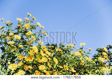 Beautiful yellow flowers in Thailand. Tree marigold
