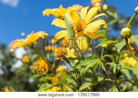 grasshopper on Beautiful yellow flowers in Thailand Tree marigold