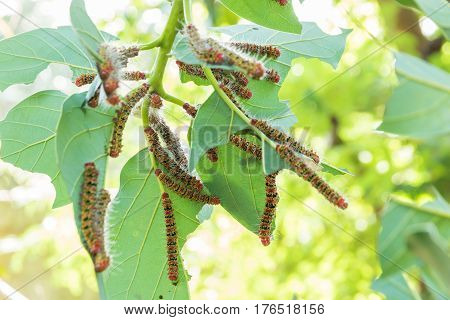 A Group Of Moth Caterpillars On Leaf