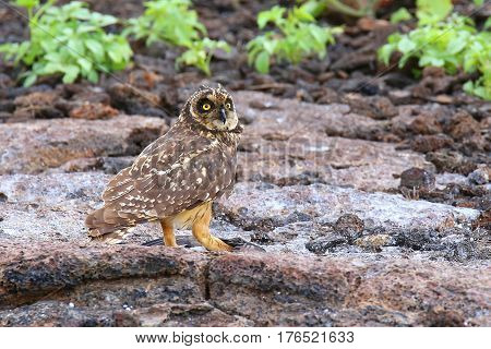 Short-eared Owl On Genovesa Island, Galapagos National Park, Ecuador