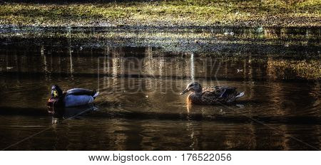 Ducks swim in the spring pond beauty of Ukrainian nature and its feathered dwellers