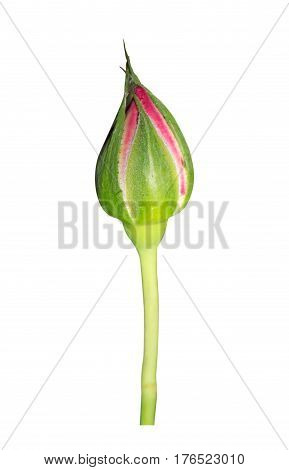 Closeup Pink Rose Bud Isolated on White Background