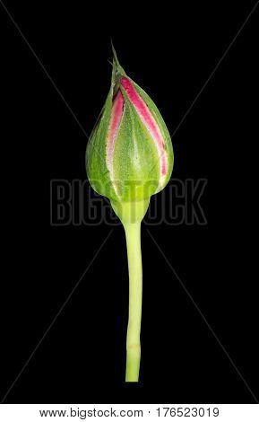 Closeup Pink Rose Bud Isolated on Black Background