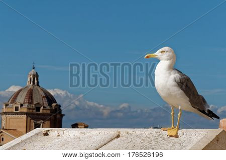The Bird on the roof of a house in the city
