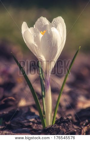 White Crocus_7