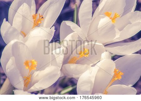 White Crocus_17