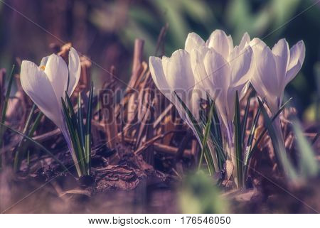 White Crocus_18