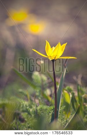 Wild tulip flower on a meadow. Spring time