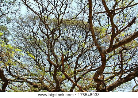 Largest Monkey Pod Tree in Kanchanaburi Thailand