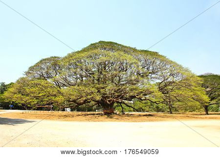 Largest Monkey Pod Tree in Kanchanaburi Thailand