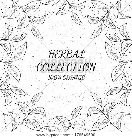 Green tea collection leaf illustration branch organic hand drawing sketch square banner template for packing cosmetics packaging branding etc