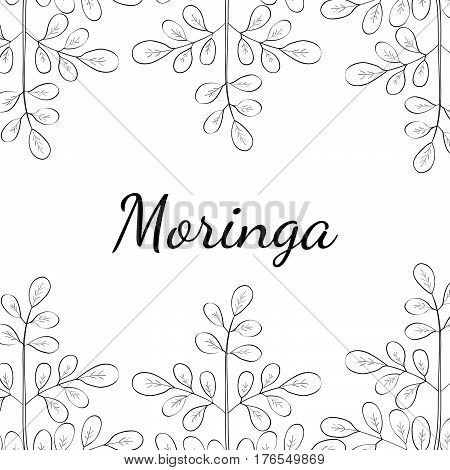 Moringa oleifera medicinal plant. Hand drawn botanical sketch illustration border. Template banner.