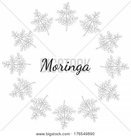 Moringa oleifera medicinal plant. Hand drawn botanical sketch illustration frame. Template banner.