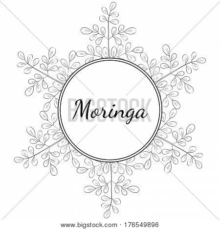 Moringa oleifera medicinal plant. Hand drawn botanical sketch illustration frame. Template banner.