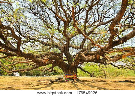 Largest Monkey Pod Tree in Kanchanaburi Thailand