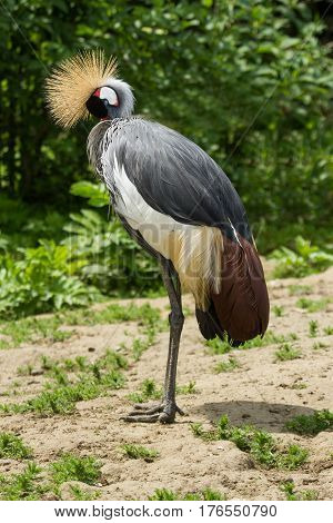 photo of a Crowned crane preening it's feathers